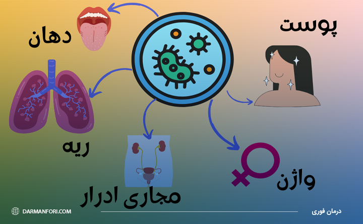 آیا در بدن انسان نیز پروبیوتیک وجود دارد؟