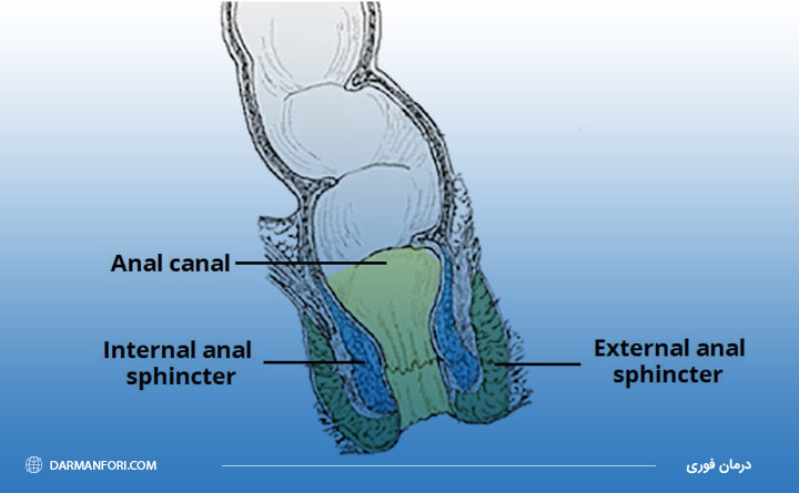 اسفنکتر چیست و چه نقشی در مقعد دارد