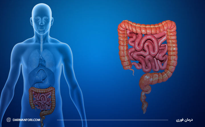 آشنایی با نقش روده در بدن