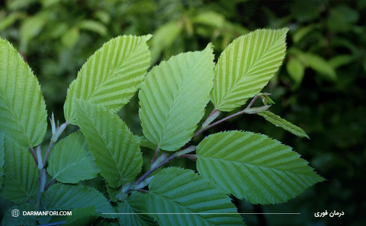 گیاه نارون برای درمان آبسه مقعد