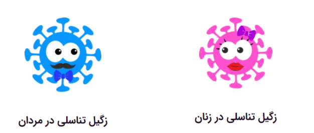 زگیل تناسلی در مردان و زنان 