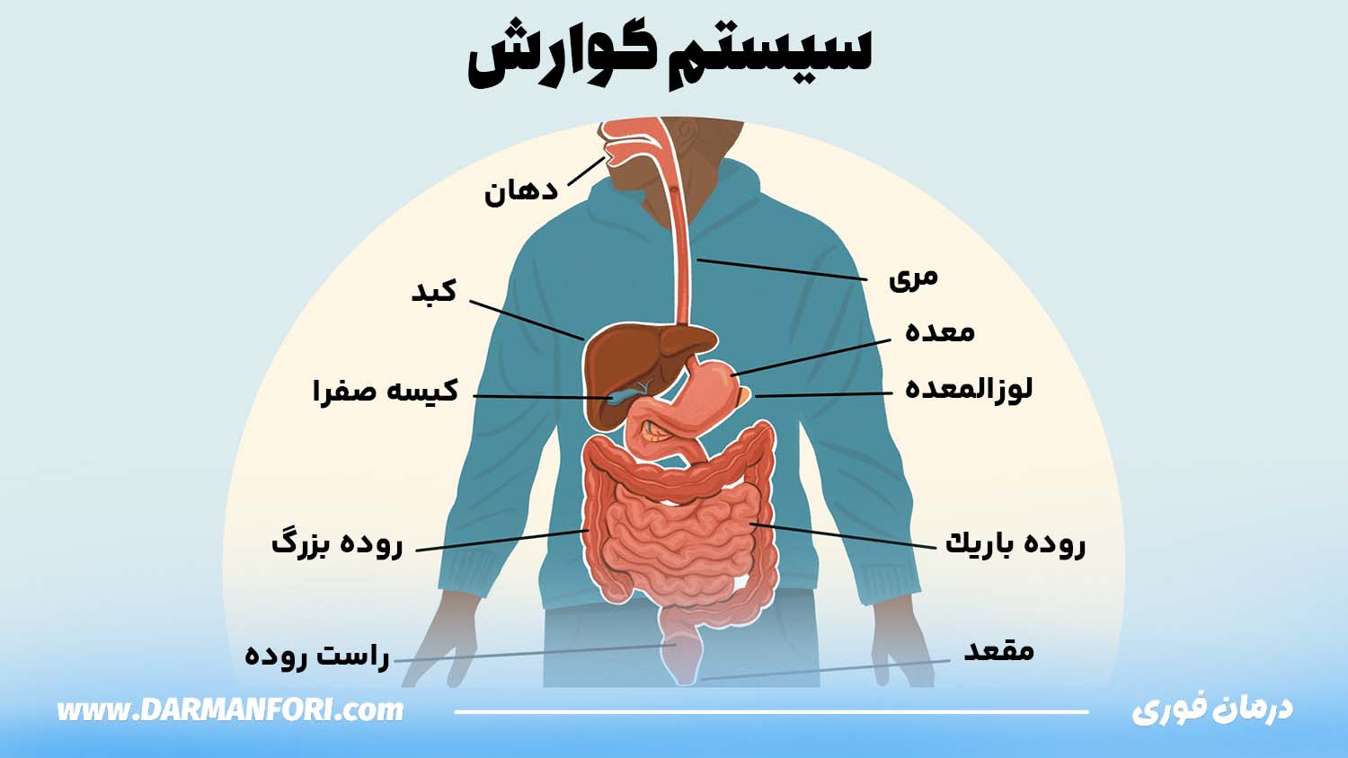 دستگاه گوارش و مسیر حرکت رودهها در بدن انسان